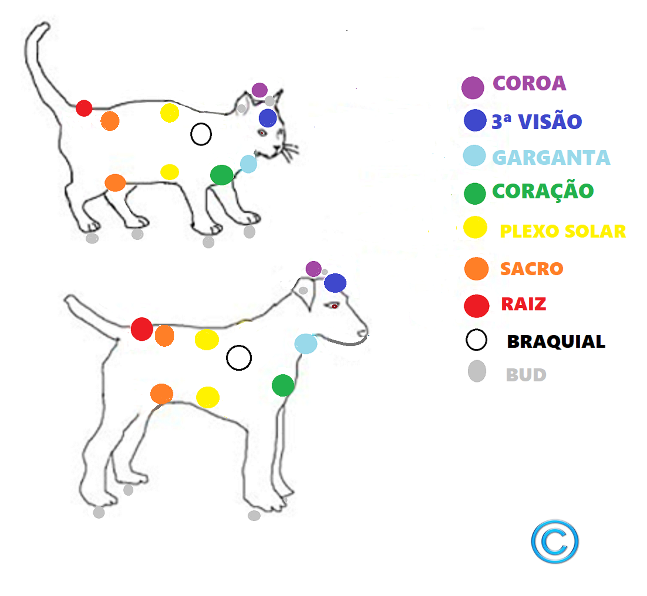 tratamento reiki animais