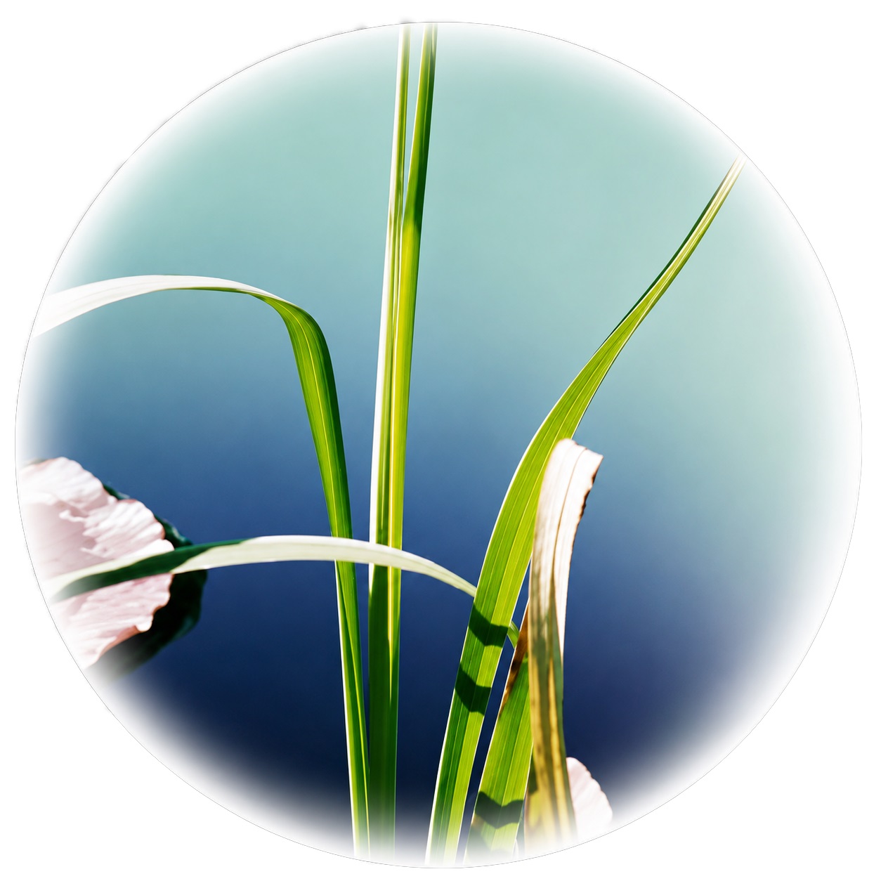 Çogotipo Centro Reiki Universo