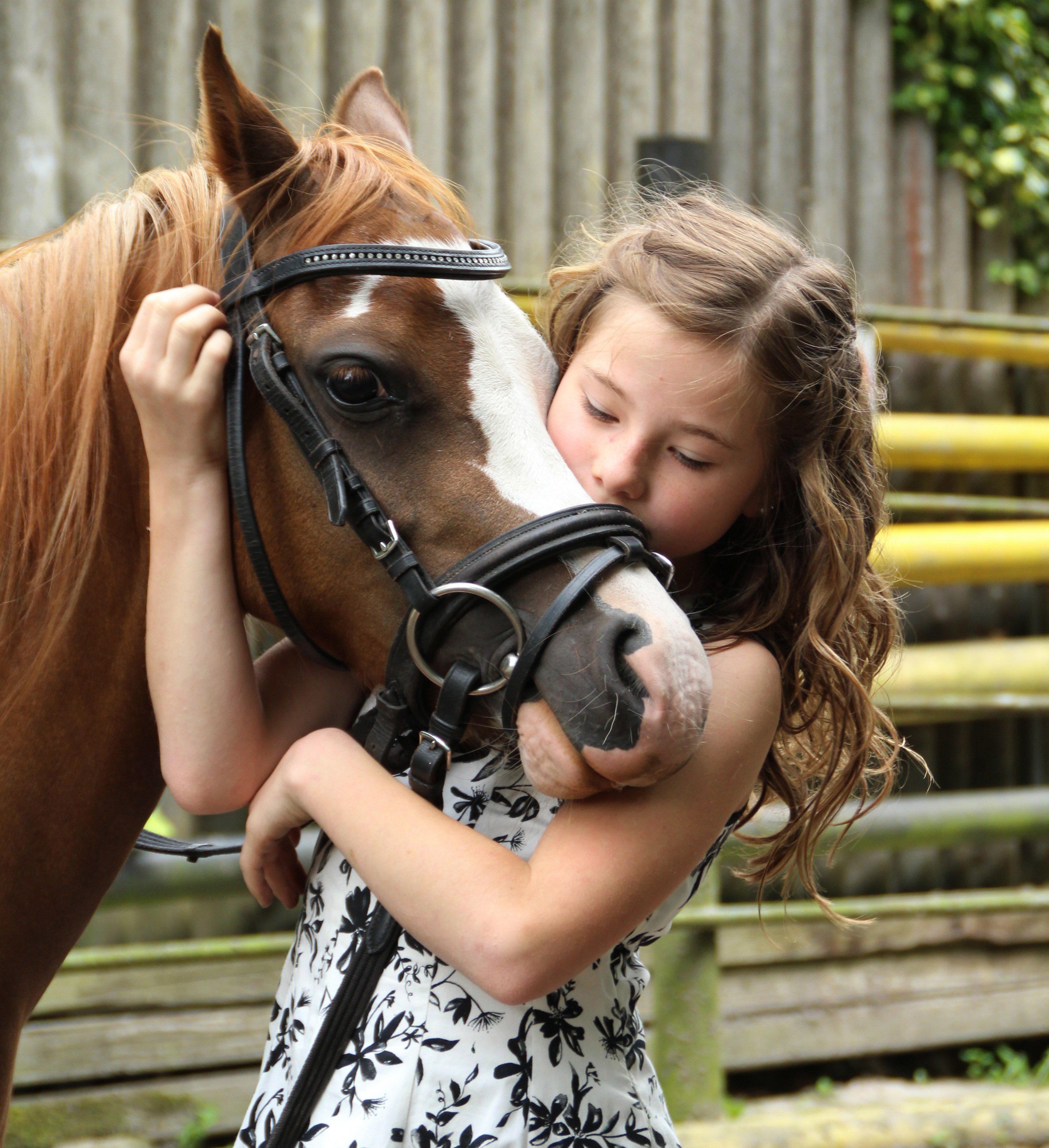 Reiki para animais grande porte: cavalo