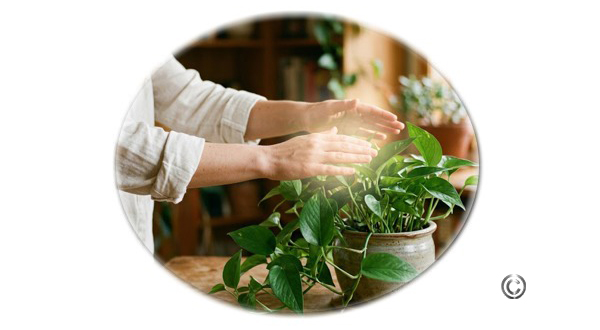 Reiki para Plantas