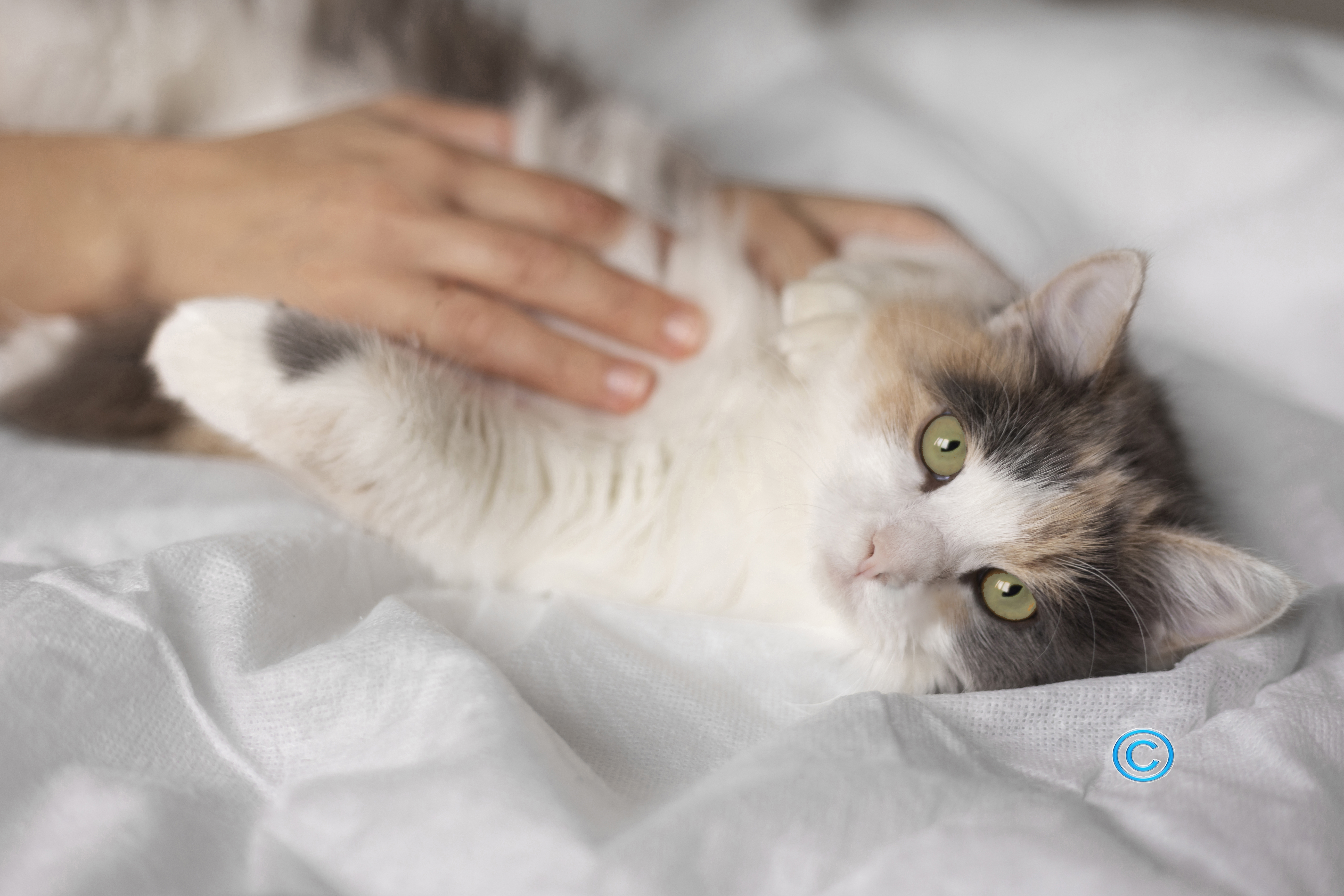 reiki para animais